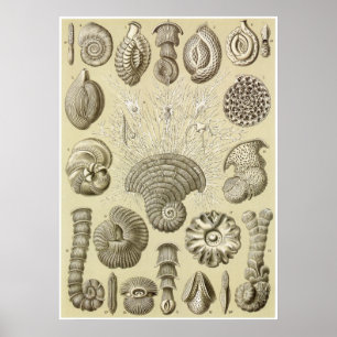 Póster Ernst Haeckel Art Print: Thalamophora