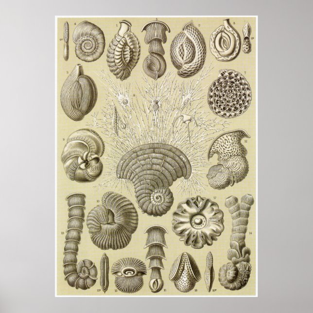 Póster Ernst Haeckel Art Print: Thalamophora (Frente)