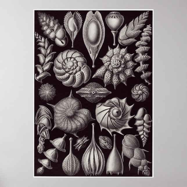 Póster Ernst Haeckel Art Print: Thalamophora (Frente)