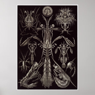 Póster Ernst Haeckel Art Print: Thoracostraca