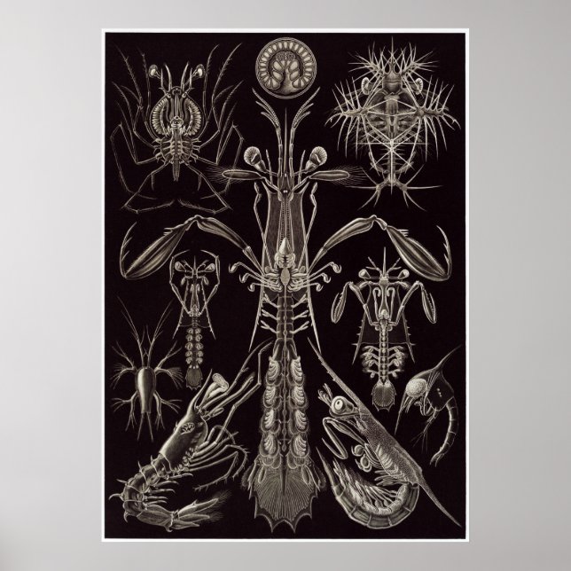 Póster Ernst Haeckel Art Print: Thoracostraca (Frente)
