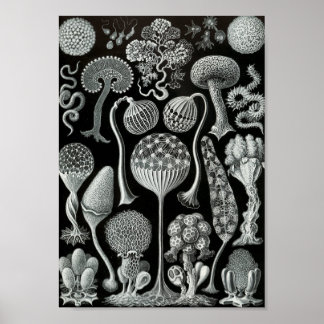 Póster Ernst Haeckel Art Sea Life 11" x 8,5