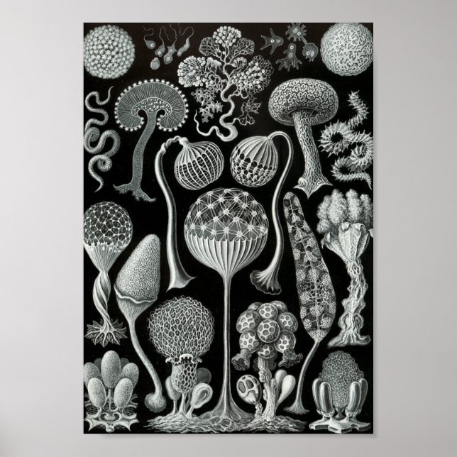 Póster Ernst Haeckel Art Sea Life 11" x 8,5 (Frente)