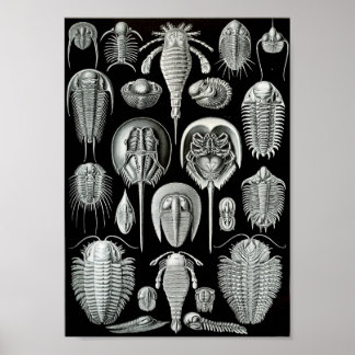 Póster Ernst Haeckel Art Sea Life 11" x 8,5