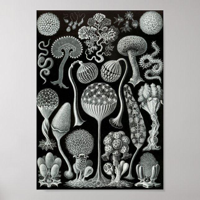 Póster Ernst Haeckel Art Sea Life 11" x 8,5 (Frente)