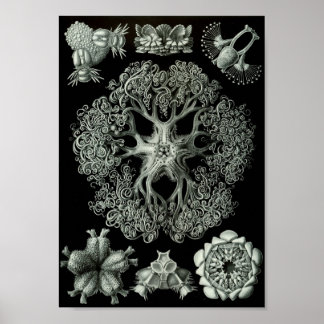 Póster Ernst Haeckel Art Sea Life 11" x 8,5