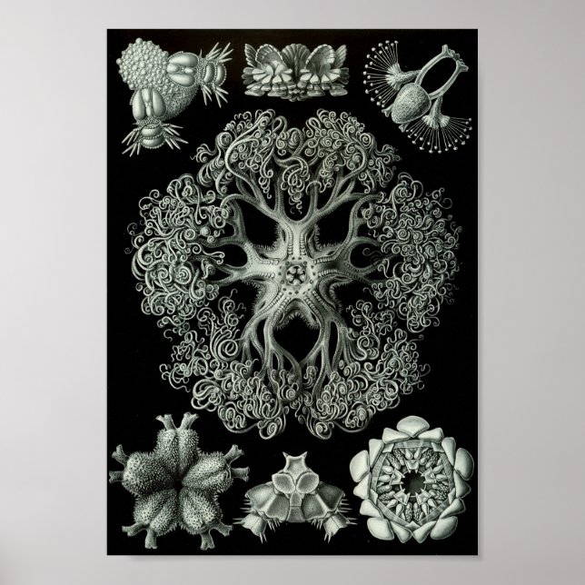 Póster Ernst Haeckel Art Sea Life 11" x 8,5 (Frente)