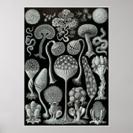 Póster Ernst Haeckel Artforms Of Nature Print