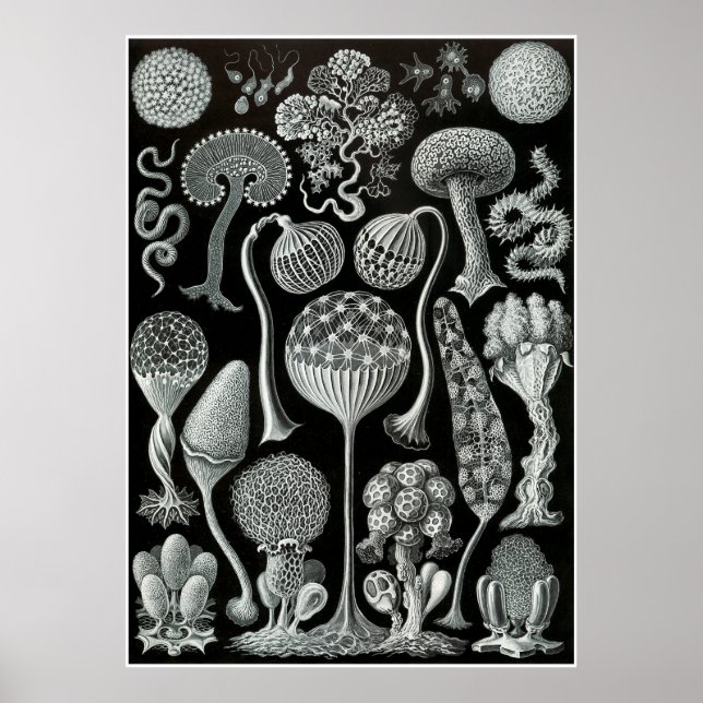Póster Ernst Haeckel Artforms Of Nature Print (Frente)