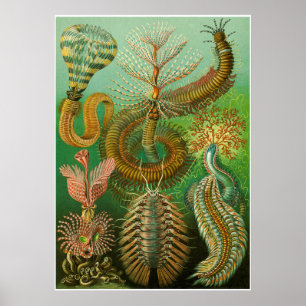 Póster Ernst Haeckel Artforms Of Nature Print