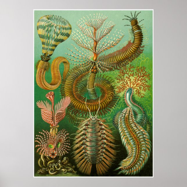 Póster Ernst Haeckel Artforms Of Nature Print (Frente)