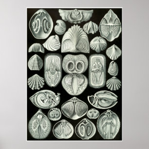 Póster Ernst Haeckel Artforms Of Nature Print