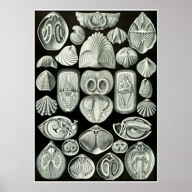 Póster Ernst Haeckel Artforms Of Nature Print (Frente)