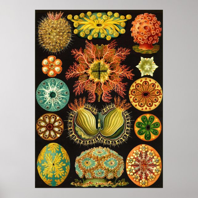 Póster Ernst Haeckel - Ascidiae (Frente)