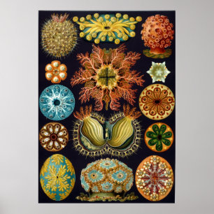 Póster Ernst Haeckel Ascidiae