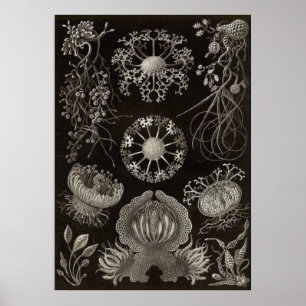 Póster Ernst Haeckel - Ascomycetes