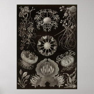 Póster Ernst Haeckel - Ascomycetes