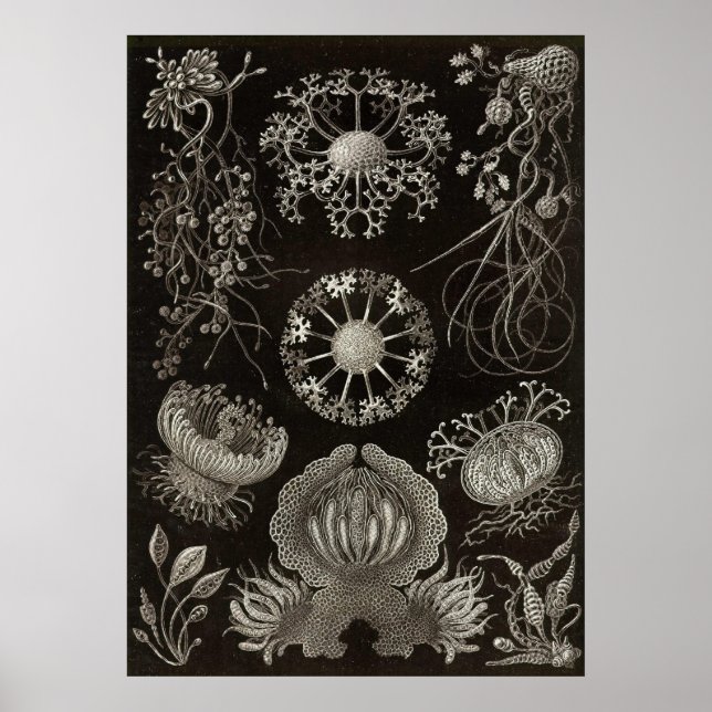 Póster Ernst Haeckel - Ascomycetes (Frente)