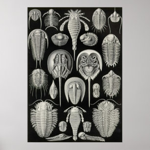 Póster Ernst Haeckel - Aspidonia