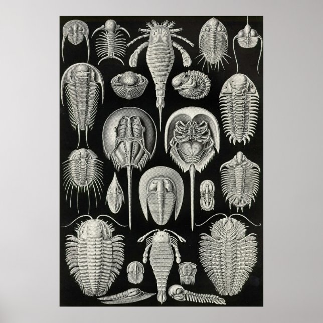 Póster Ernst Haeckel - Aspidonia (Frente)