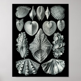Póster Ernst Haeckel Bivalvia Golpeando negro y blanco