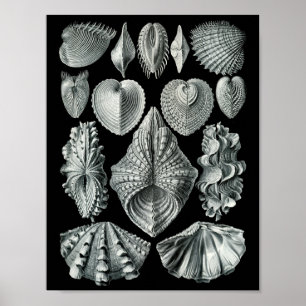 Póster Ernst Haeckel Bivalvia Golpeando negro y blanco