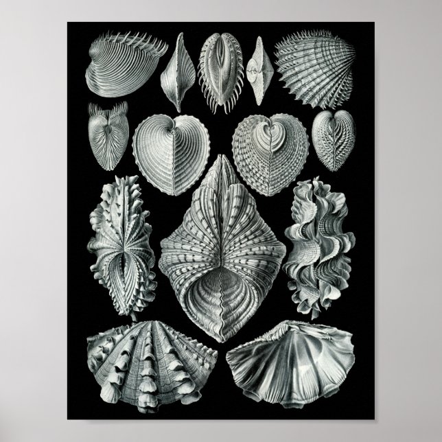 Póster Ernst Haeckel Bivalvia Golpeando negro y blanco (Frente)