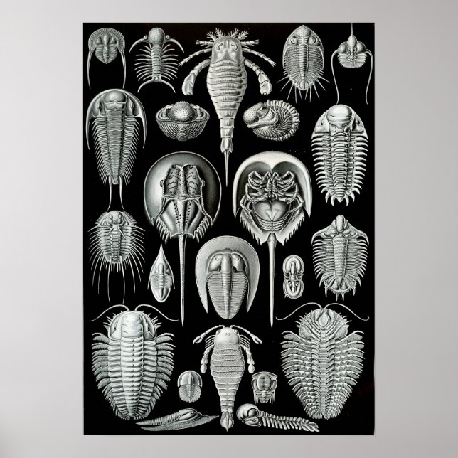 Póster Ernst Haeckel Cangrejos de Aspidonia (Frente)