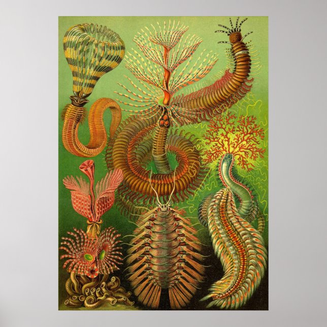 Póster Ernst Haeckel - Chaetopoda (Frente)