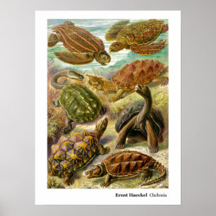 Póster Ernst Haeckel Chelonia