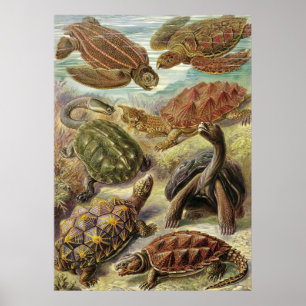 Póster Ernst Haeckel - Chelonia