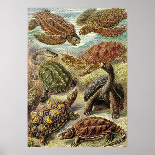 Póster Ernst Haeckel - Chelonia (Frente)