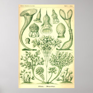 Póster Ernst Haeckel Ciliata