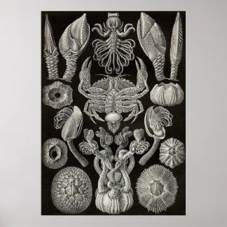Póster Ernst Haeckel - Cirripedia
