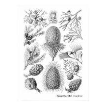 Ernst Haeckel Coniferae Blanco y negro