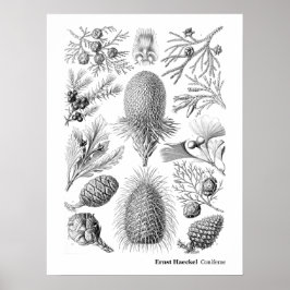 Póster Ernst Haeckel Coniferae Blanco y negro