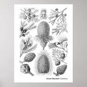 Póster Ernst Haeckel Coniferae blanco y negro