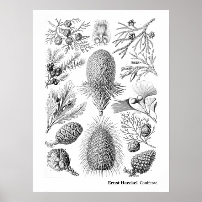 Póster Ernst Haeckel Coniferae Blanco y negro (Frente)