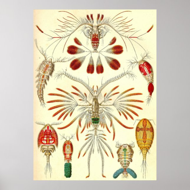 Póster Ernst Haeckel - Copepoda (Frente)