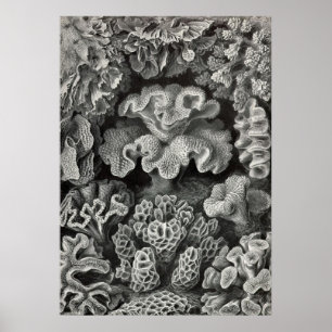 Póster Ernst Haeckel - coral Hexacoralla2