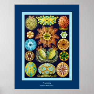 Póster ~ Ernst Haeckel de Ascidiae
