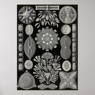 Póster Ernst Haeckel - Diatomea2