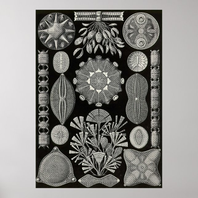 Póster Ernst Haeckel - Diatomea2 (Frente)