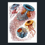 Póster Ernst Haeckel Discomedusae<br><div class="desc">La Octava Placa de la Kunstformen der Natur de 1904,  de Ernst Haeckel. Esta impresión tiene varios peces gelatina.</div>