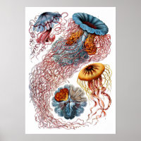 Ernst Haeckel Discomedusae