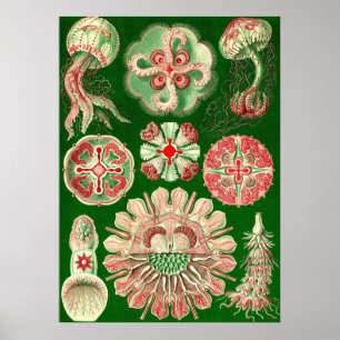 Póster Ernst Haeckel - Discomedusae5