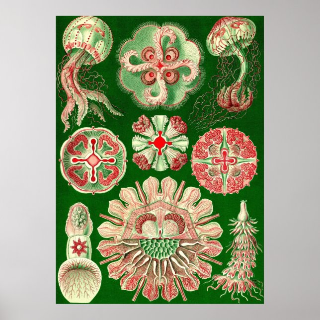 Póster Ernst Haeckel - Discomedusae5 (Frente)