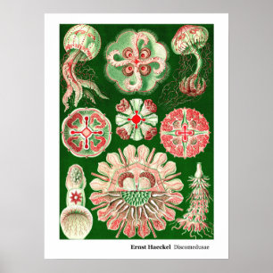 Póster Ernst Haeckel Discomedusae (Aurelia)