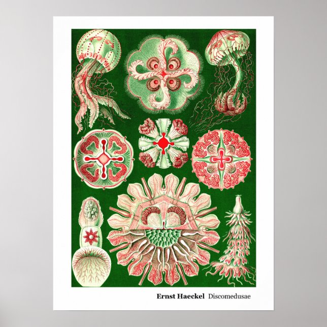 Póster Ernst Haeckel Discomedusae (Aurelia) (Frente)