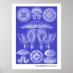 Póster Ernst Haeckel Discomedusae III